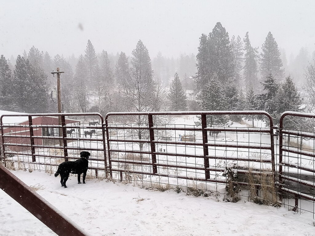 Black dog gazes through a fence made of red corral panels. It is snowy winter day. Down the hill there is a red barn and several mules and horses standing outside in the weather.